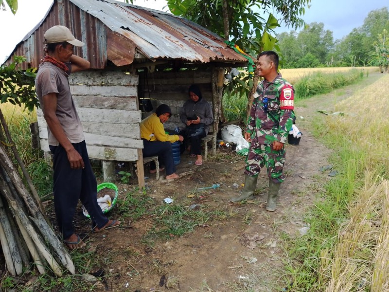 Sertu Pardamaean, Babinsa Koramil 03/Tempuling, Berdialog dengan Petani di Tengah Sawah yang Mengalami Musim Panen