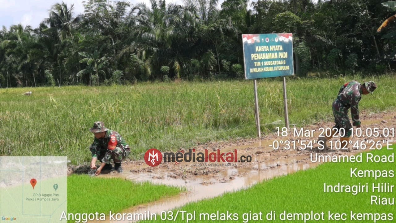 Guna Pencegahan Karhutla, Babinsa Koramil 03/Tempuling Gandeng Petani Melalui Demplot Padi