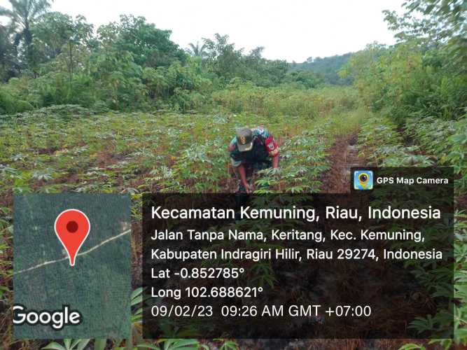 Giat Penanaman Ketahanan Pangan Bersama Babinsa Koramil 09/Kemuning