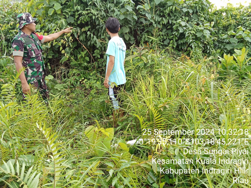 Babinsa Koramil 04/Kuindra Giat Lakukan Pencegahan Lahan dan Hutan Guna Cegah Kebakaran