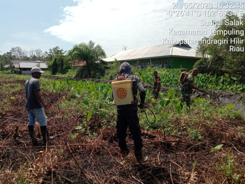 Babinsa 03/Tpl Dan Warga Sungai Salak Kembali Lakukan Goro Di Lapangan Bola Kaki