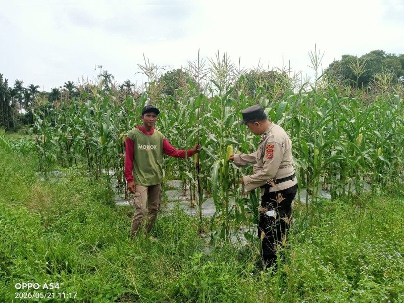 Mendukung Program Ketahanan Pangan Nasional, Panit 1 Samapta Polsek Siak Sambang dan Berikan Dukungan Moril Kepada Petani Jagung