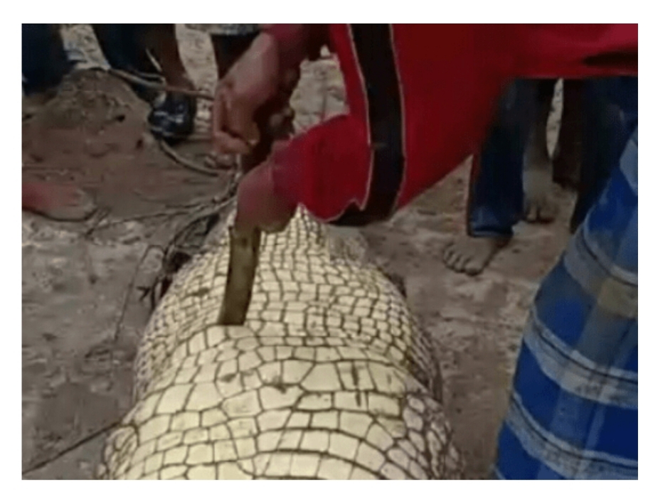 BBKSDA Riau Sayangkan Peristiwa Penangkapan dan Pembelahan Buaya