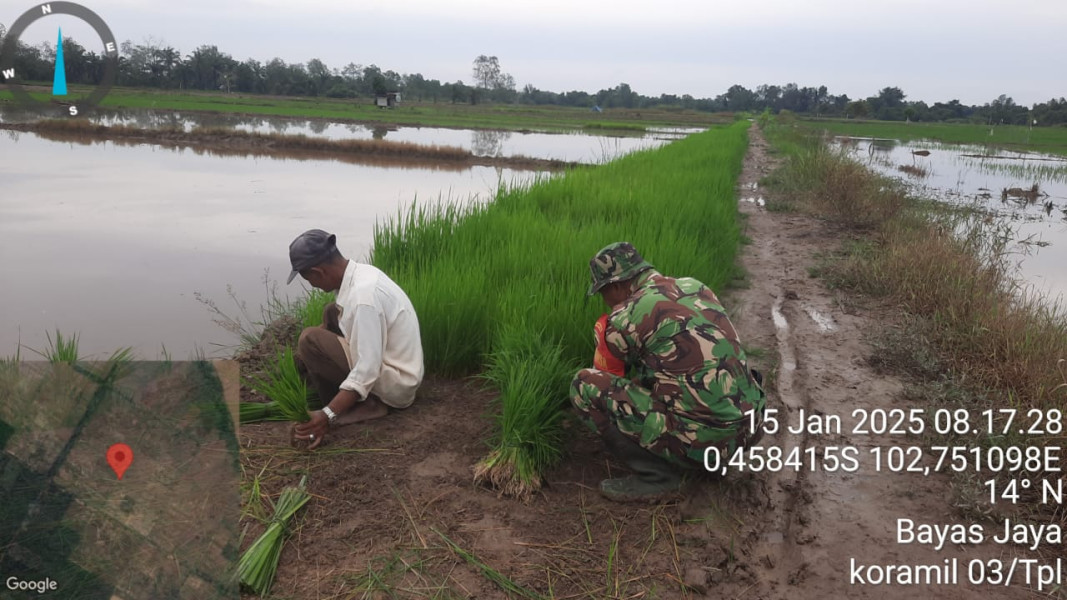Persiapan Masa Tanam, Babinsa Koramil 03/Tempuling Bantu Petani Cabut Bibit Padi