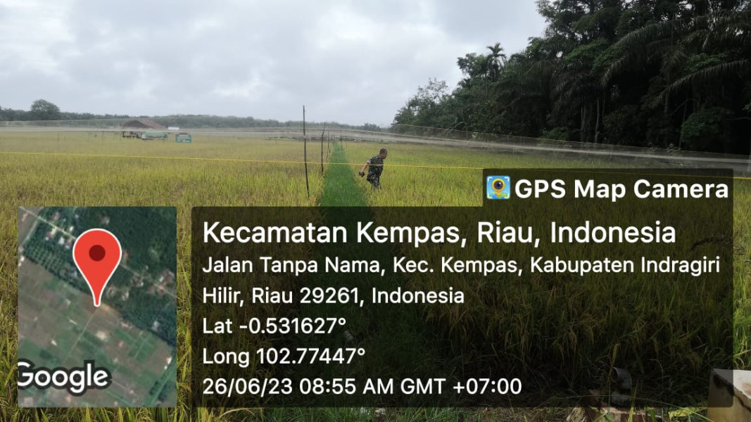 Pantau Perkembangan Padi Babinsa Ramil 03/Tpl Turun ke Sawah