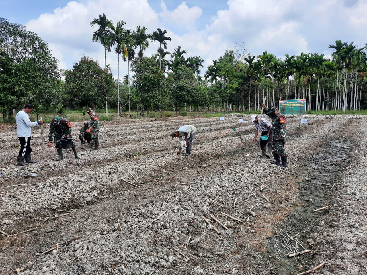 Babinsa Koramil 03/Tempuling Bersama Staf Desa Dan Poktan Tanam Jagung Dilahan 1 Hektar