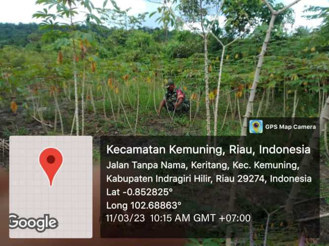 Rutin Jaga Ketahanan Pangan Oleh Koramil 09/Kemuning