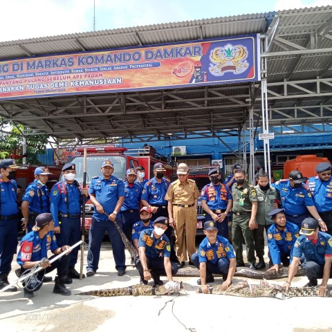Diserahkan Ke BBKSDA Riau, 2 Ekor Buaya dan 5 Ular Piton