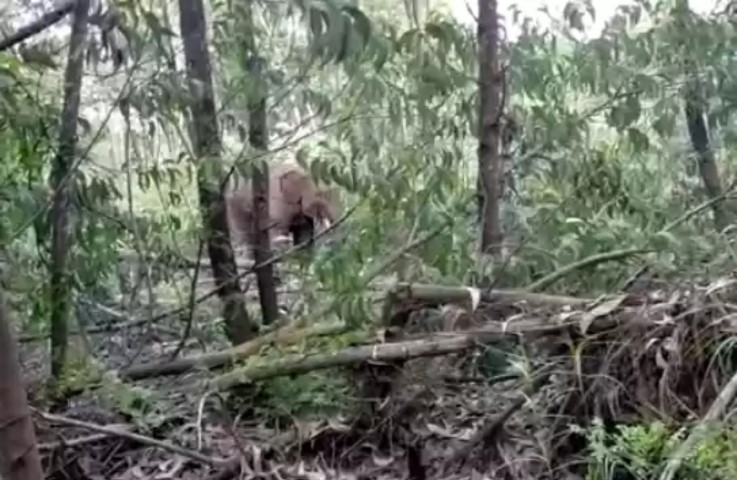 1 Kawanan Gajah Nyasar ke Pemukiman Warga Kuala Terusan