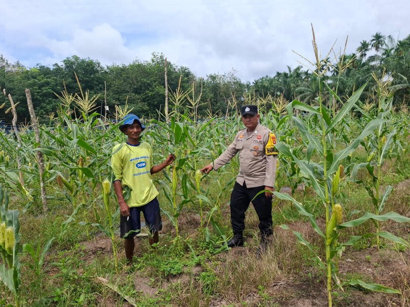 Bhabinkamtibmas Polsek Siak Berikan Motivasi kepada Petani Jagung di Kampung Buantan Besar