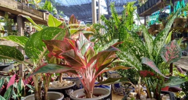 Ternyata Micin Bisa Menyuburkan Tanaman, Ini Cara Penggunaannya Ternyata Micin Bisa Menyuburkan Tanaman, Ini Cara Penggunaannya