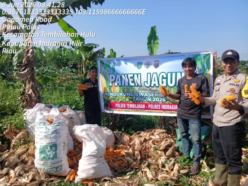 Bhabinkamtibmas Polsek Tembilahan Laksanakan Panen Jagung Bersama Warga Seteba