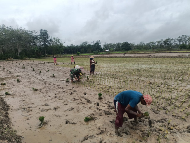 Pro Aktif, Babinsa 03/Tpl Bantu Poktan Makmur Tanam Padi