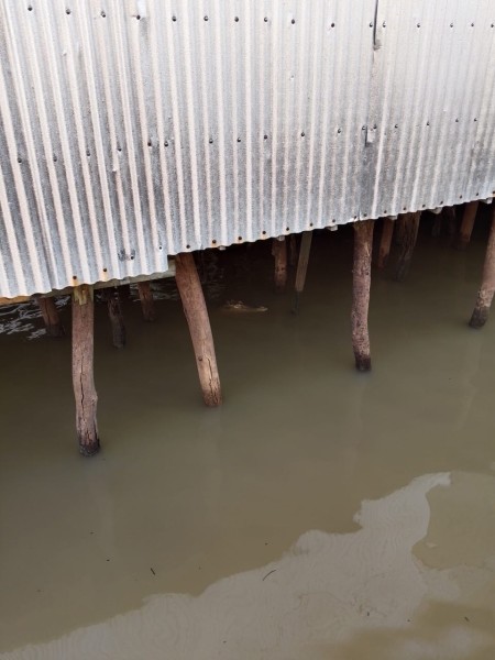 Buaya Muncul di Bawah Rumah Warga, Kepala Desa Sungai Bela Mengimbau Masyarakat Untuk Berhati-hati