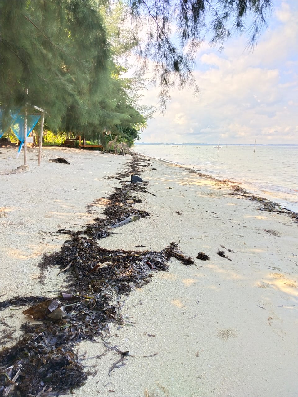 Limbah Minyak Hitam Cemari Resort Brzee Beach Berakit