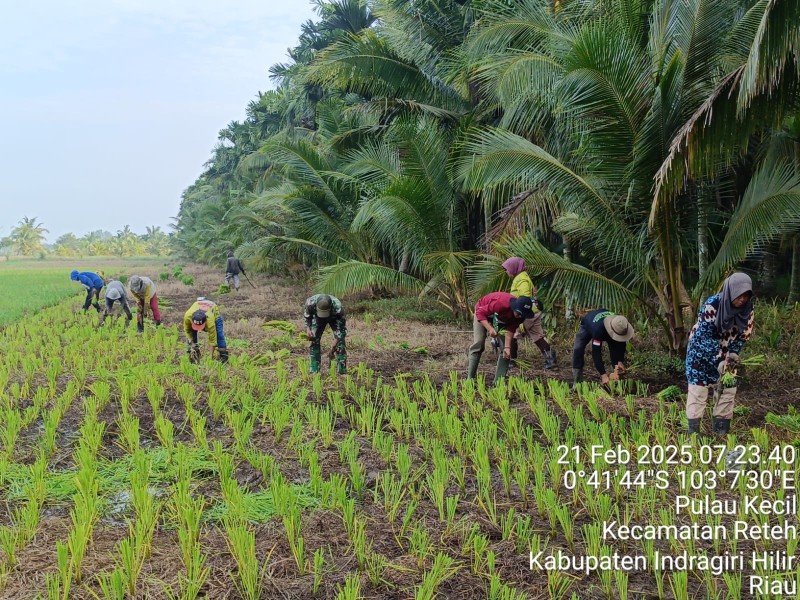 Babinsa Koramil 07/Reteh Hadir di Tengah Masyarakat: Meningkatkan Ketahanan Pangan dengan Penanaman Padi