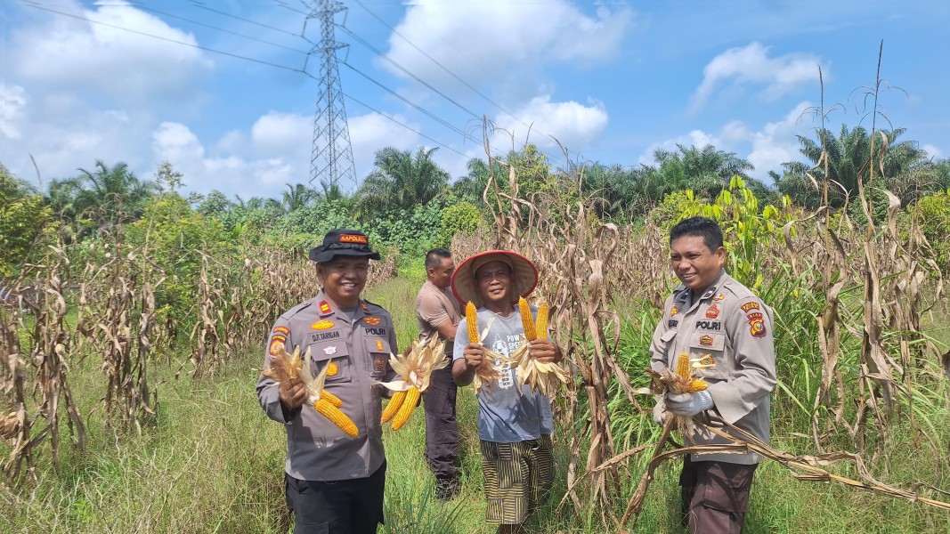 Dukung Ketahanan Pangan, Polsek Koto Gasib Panen Raya Kuartal III di Lahan Poktan Mekar Sari