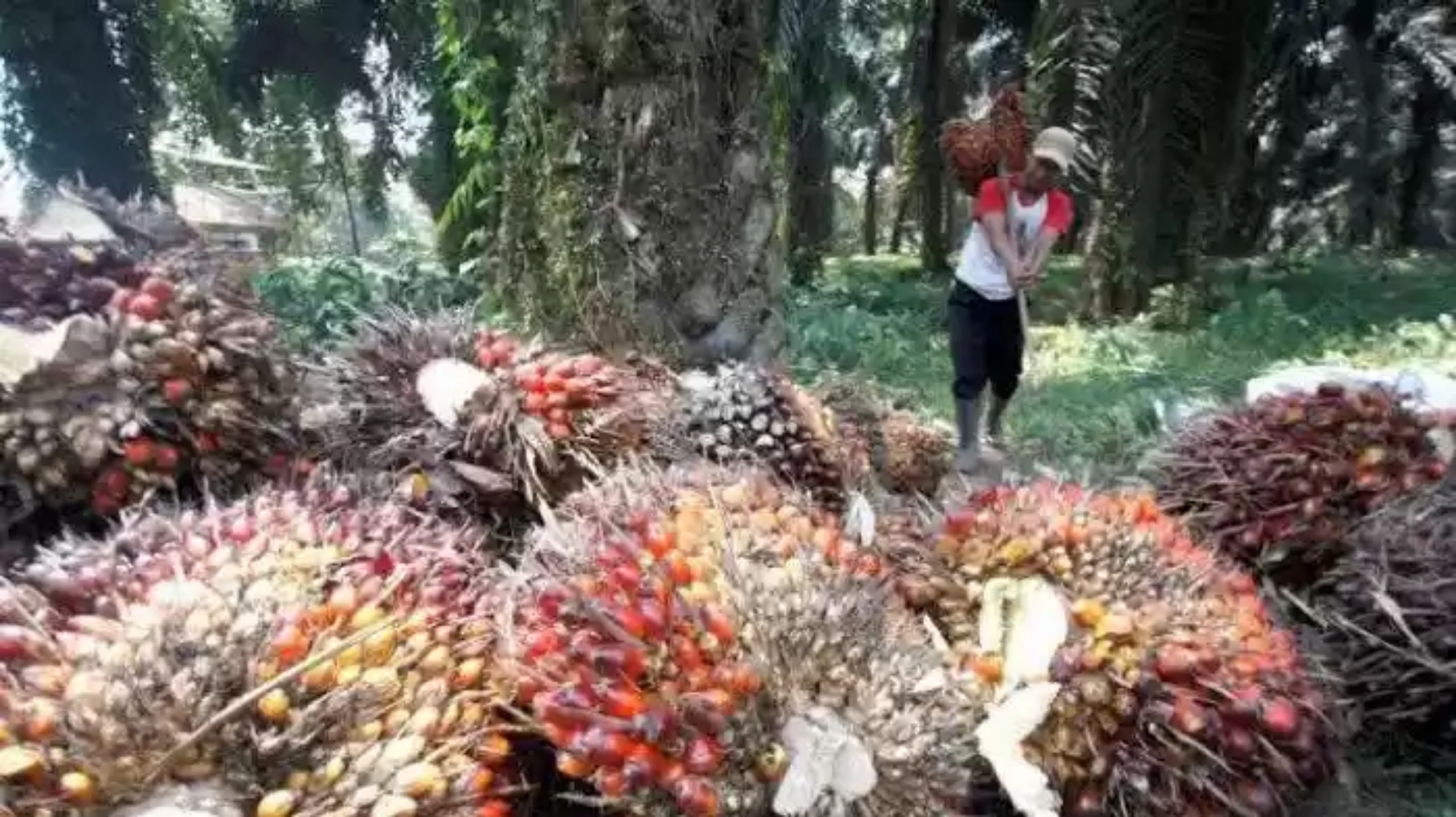 Harga TBS Kelapa Sawit di Riau dan Harga CPO di Riau Periode 19-25 Mei 2021, Ada Kabar Gembira