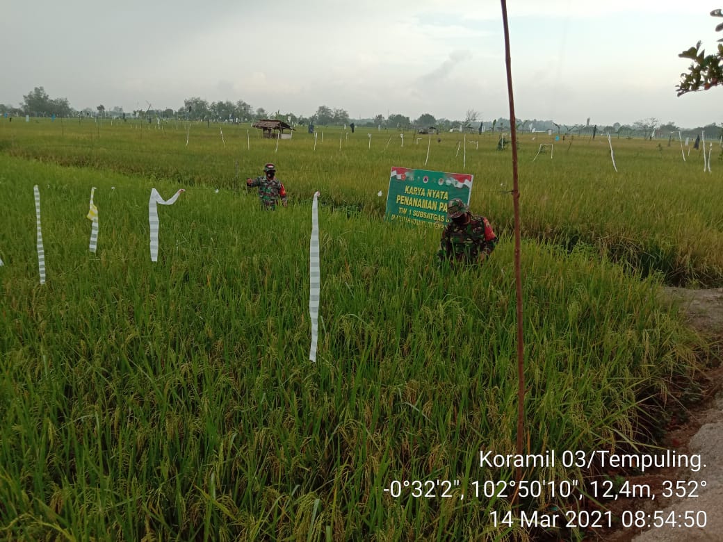 Babinsa Koramil 03/Tempuling Pantau Padi yang Mulai Menguning
