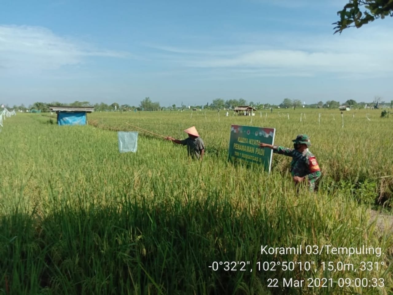 Wujudkan Hanpangan, Bersama Petani Koramil 03/Tempulimg Terus Lakukan Perawatan Padi di Demplot