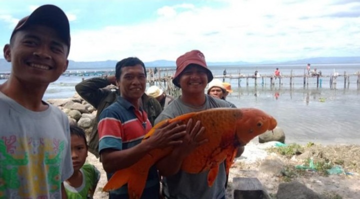 GEGER! Warga Tangkap Ikan Mas Raksasa Danau Toba