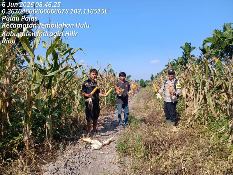 Jagung Seteba Dipanen Bersama Bhabinkamtibmas, Gotong Royong Tembilahan Wujudkan Ketahanan Pangan