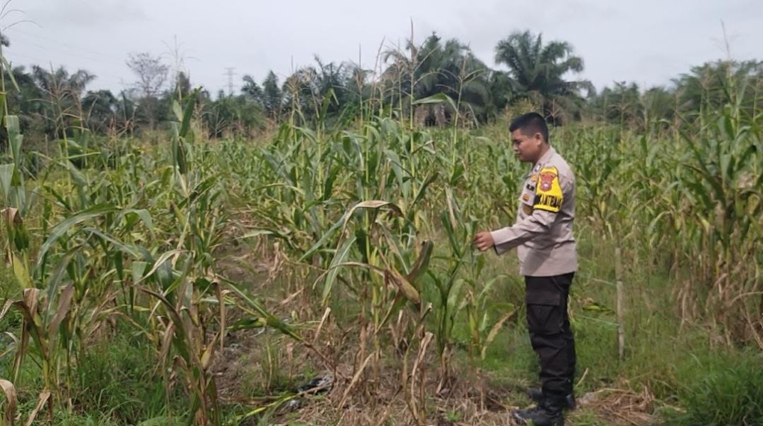 Bhabinkamtibmas Polsek Koto Gasib melakukan monitoring Jagung pipil