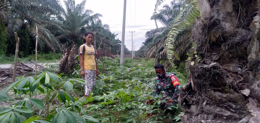 Sertu M. Ridwan Lakukan Perawatan Tanaman Ubi Kayu
