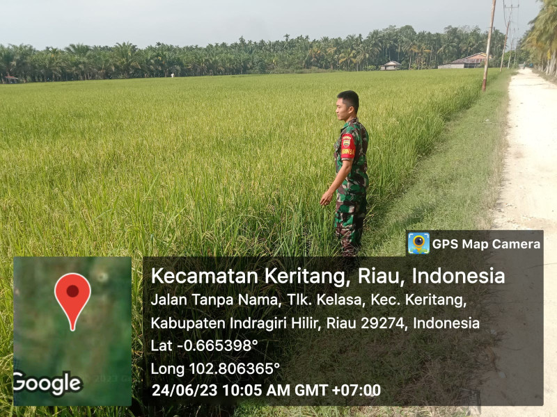 Babinsa Koramil 09/Kemuning Utamakan Kepentingan Ketahanan Pangan