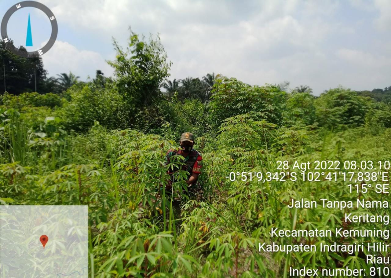 Demi Perkembangan Gulma, Babinsa Koramil 09/Kemuning Lakukan Penanaman
