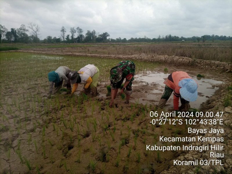 Terus Bantu Petani Tanam Padi, ini Cara Babinsa 03/Tpl Turut Meningkatkan Ketahanan Pangan