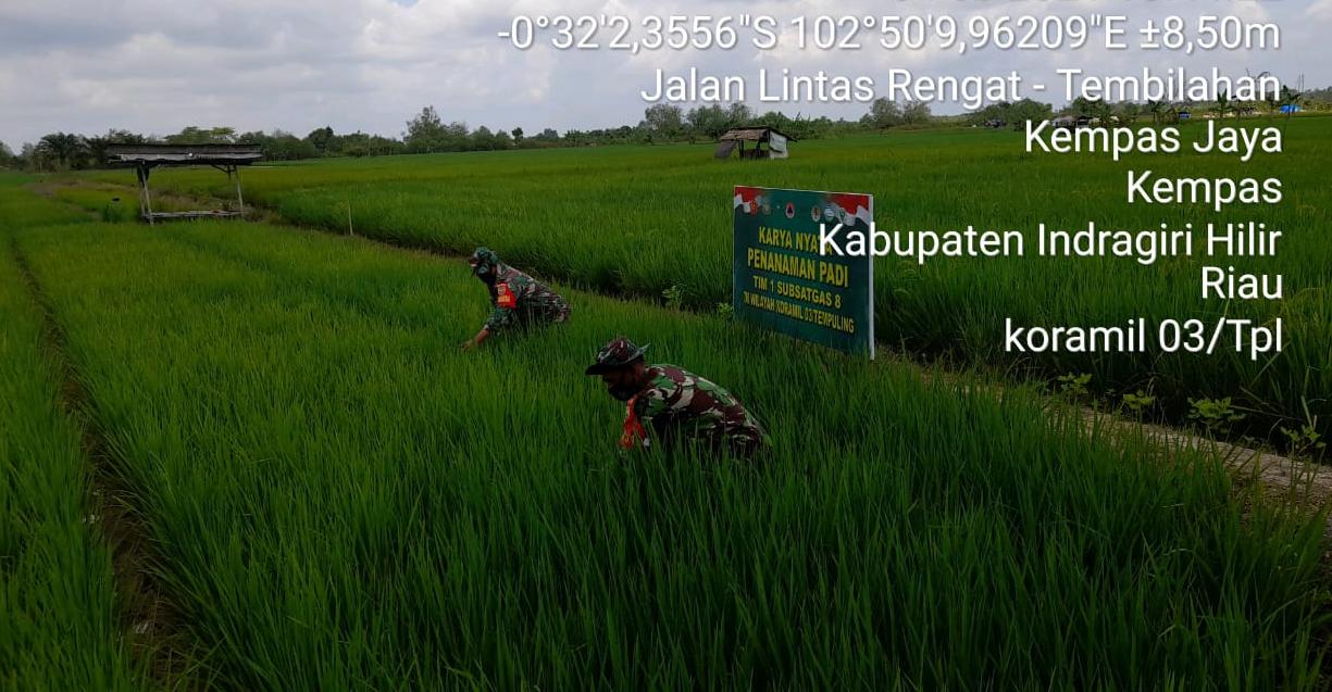 Babinsa Koramil 03/Tempuling Terus Pantau Perkembangan Tanaman Padi