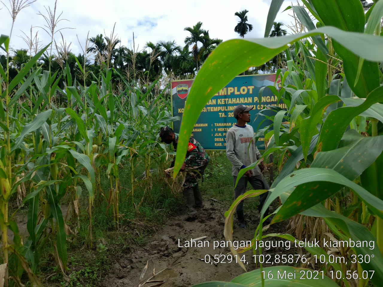 Babinsa Koramil 03/Tempuling Cek Tanaman Jagung Sebelum Dipanen