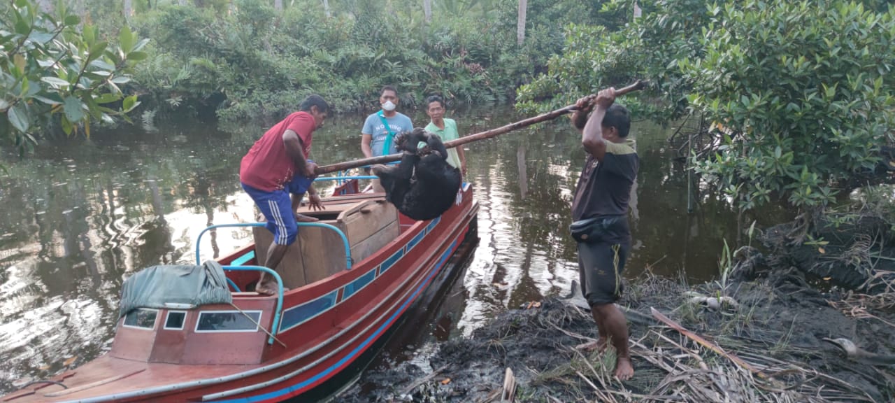 Masuk Pekarangan Warga, Anak Beruang Madu di Mandah Ditangkap