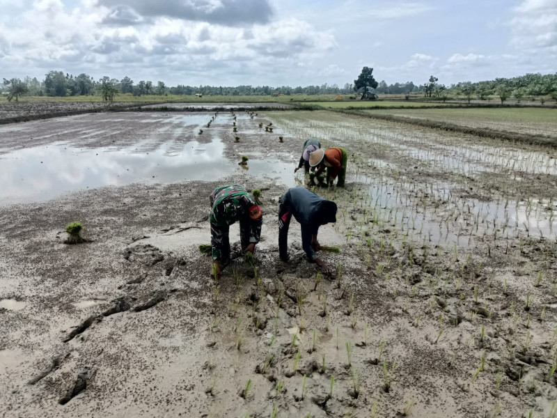 Upaya Pendampingan Petani, Babinsa Koramil 03/Tempuling Bantu Penanaman Padi di Binaan