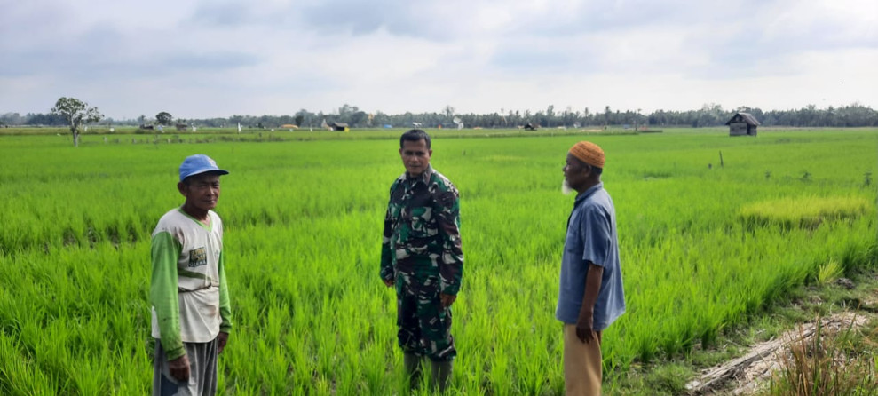 Tingkatkan Hasil Panen, Babinsa Koramil 07/Reteh Melakukan Peninjauan Terhadap Padi Petani