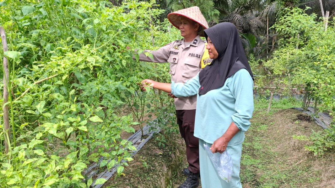 Senja di Simpang Portal: Bripka Agus Semai Jagung Pipil, Polri Jaga Asa di Pekarangan Sekayan