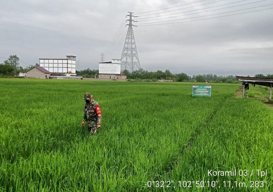 Tumbuh Tinggi dan Subur, Babinsa 03/Tempuling Antusias Rawat Tanaman Padi    