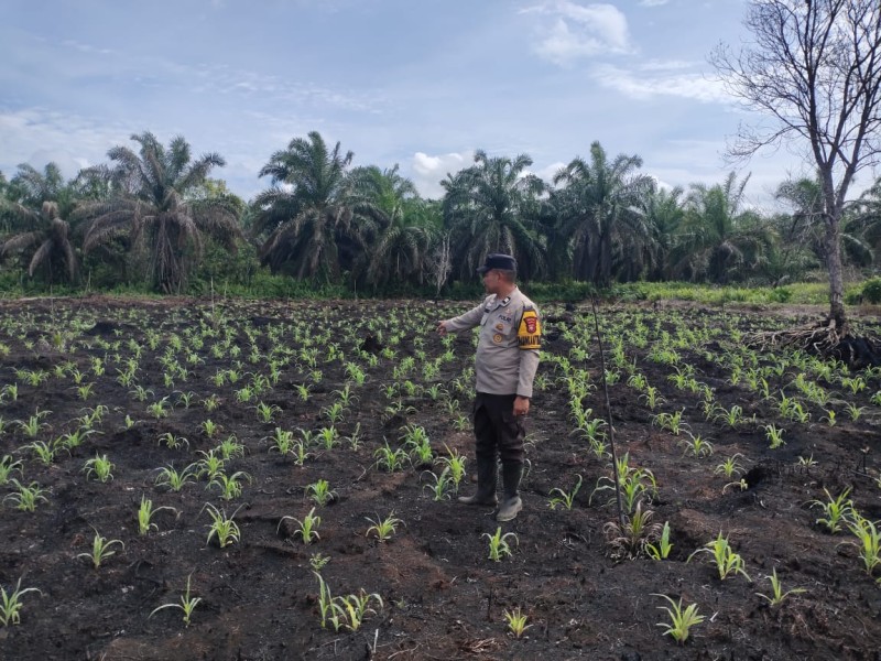 Bhabinkamtibmas Lintas Utara Dampingi Petani: Aiptu Hendrick Yanto, Jagung Tumbuh Kalau Dirawat Bersama