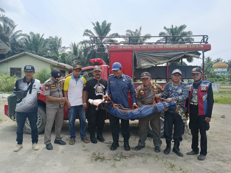 Buaya Berukuran Besar Dievakuasi dengan Aman di Desa Limau Manis