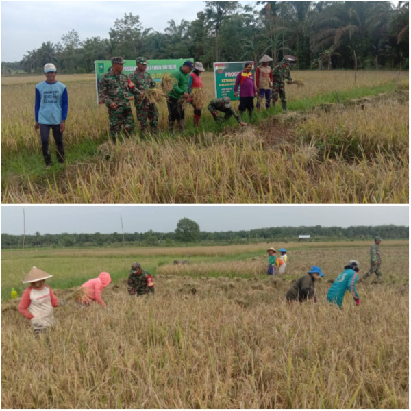 Anggota Koramil 03/Tpl Lakukan Panen Padi di Lahan Demplot Kodim 0314/Inhil