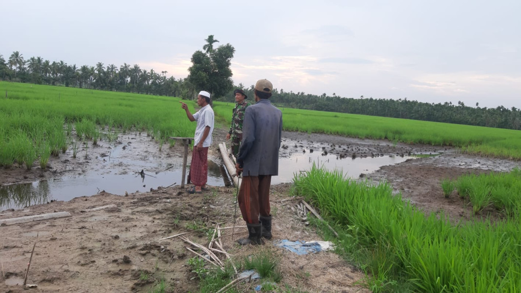 Babinsa Koramil 07/Reteh Tinjau Penanaman Padi Bersama Poktan Teras Jaya