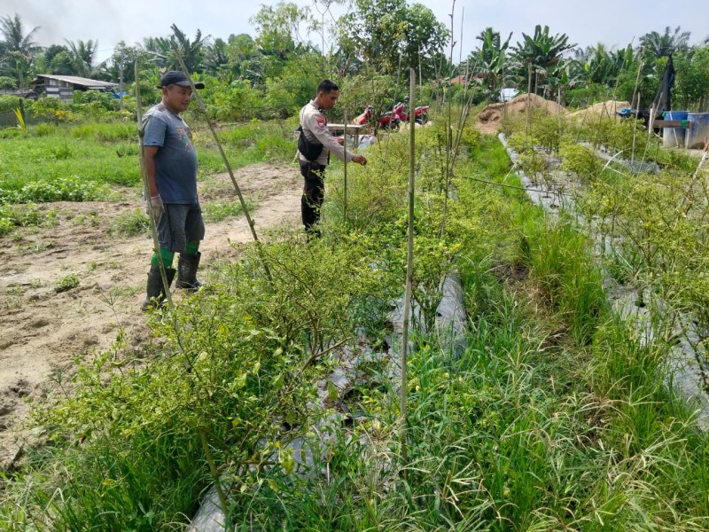 Bhabinkamtibmas Petalongan Sambangi Lahan Cabai Warga, Wujud Dukungan Terhadap Ketahanan Pangan