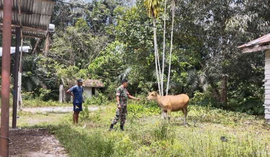 Siaga Wabah PMK Babinsa Kopda Riswan Manurung Kunjungi Ternak Warga Binaan