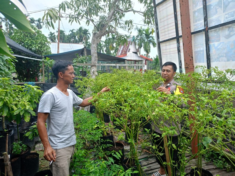 Pedasnya Sinergi: Briptu Pirima dan Kades Wira Pantau Kebun Cabe Rawit Tuasan