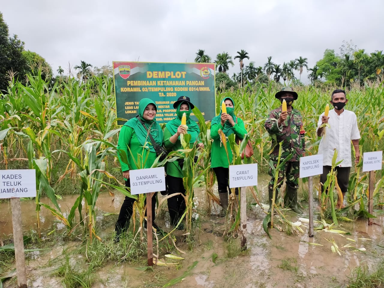 Persit KCK Ranting IV Koramil 03/Tempuling Lakukan Panen Jagung Demplot di Desa Teluk Kiambang