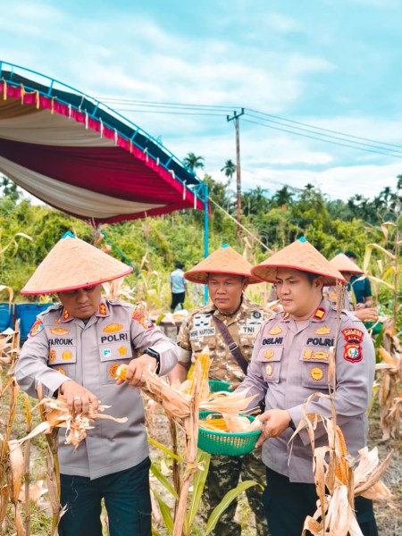 Di Tempuling, Jagung Tumbuh Bersama Harapan: Kapolres Inhil Panen Bersama Petani Untuk Indonesia Swasembada