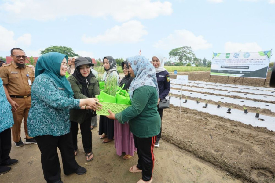 TP PKK Riau Tanam 1.000 Bibit Cabai di Kulim Pekanbaru