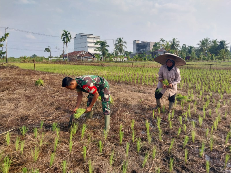 Koramil 07/Reteh Pratu Arjun Bersama Kelompok Tani Sumber Sari Lakukan Pengecekan Padi di Persawahan