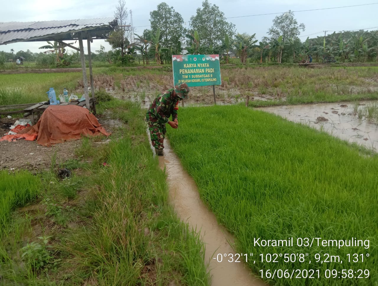 Jaga Kesuburan Bibit Padi, Babinsa 03/Tempuling Rutin Bersihkan Rumput Gulma